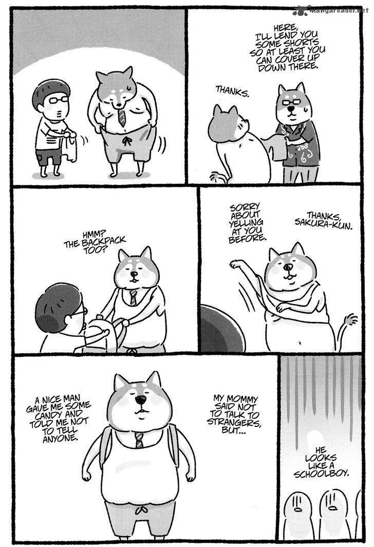 Shiba Occhan 11 6