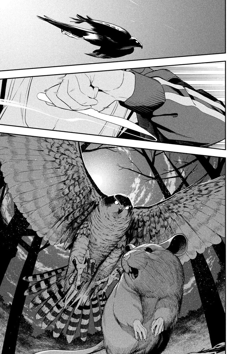 Nighthawk Returns 21 12